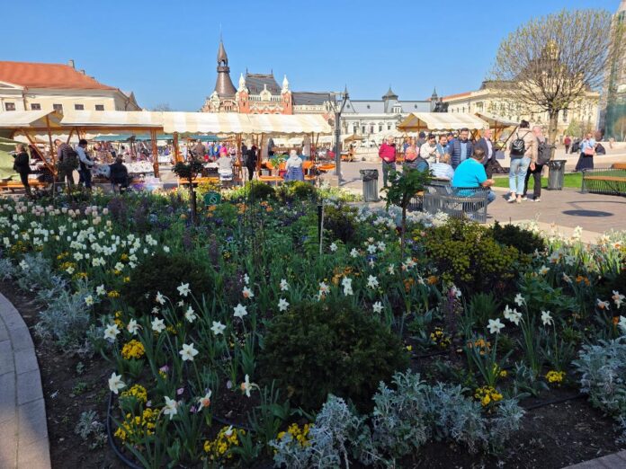 Piața volantă în Oradea